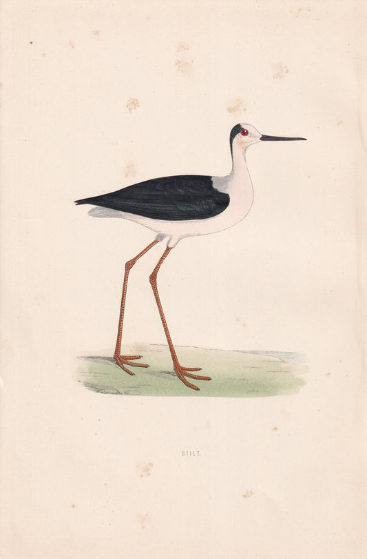 Stilt - original 1870 hand coloured antique bird print by Alexander Francis Lydon, engraved by Benjamin Fawcett