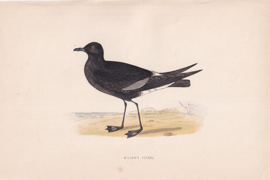 Wilson's Petrel - original 1870 hand coloured antique bird print by Alexander Francis Lydon, engraved by Benjamin Fawcett