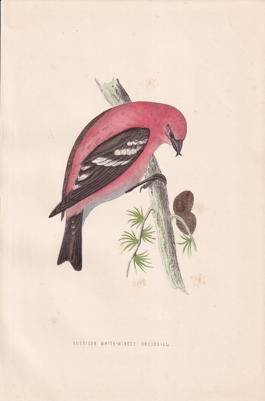 American White-winged Crossbill - original 1870 hand coloured antique bird print by Alexander Francis Lydon, engraved by Benjamin Fawcett