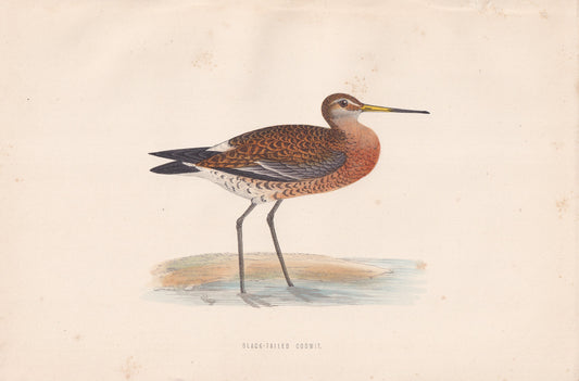 Black-tailed Godwit - original 1870 hand coloured antique bird print by Alexander Francis Lydon, engraved by Benjamin Fawcett