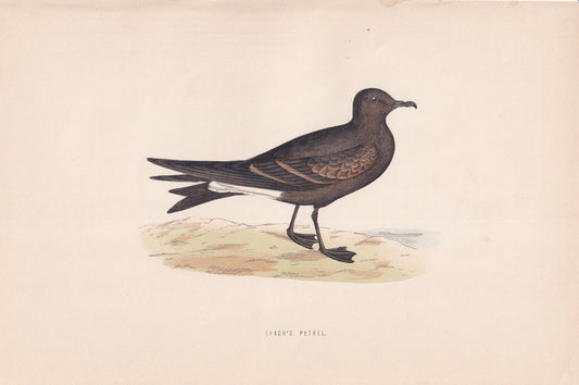 Leach's Petrel - original 1870 hand coloured antique bird print by Alexander Francis Lydon, engraved by Benjamin Fawcett
