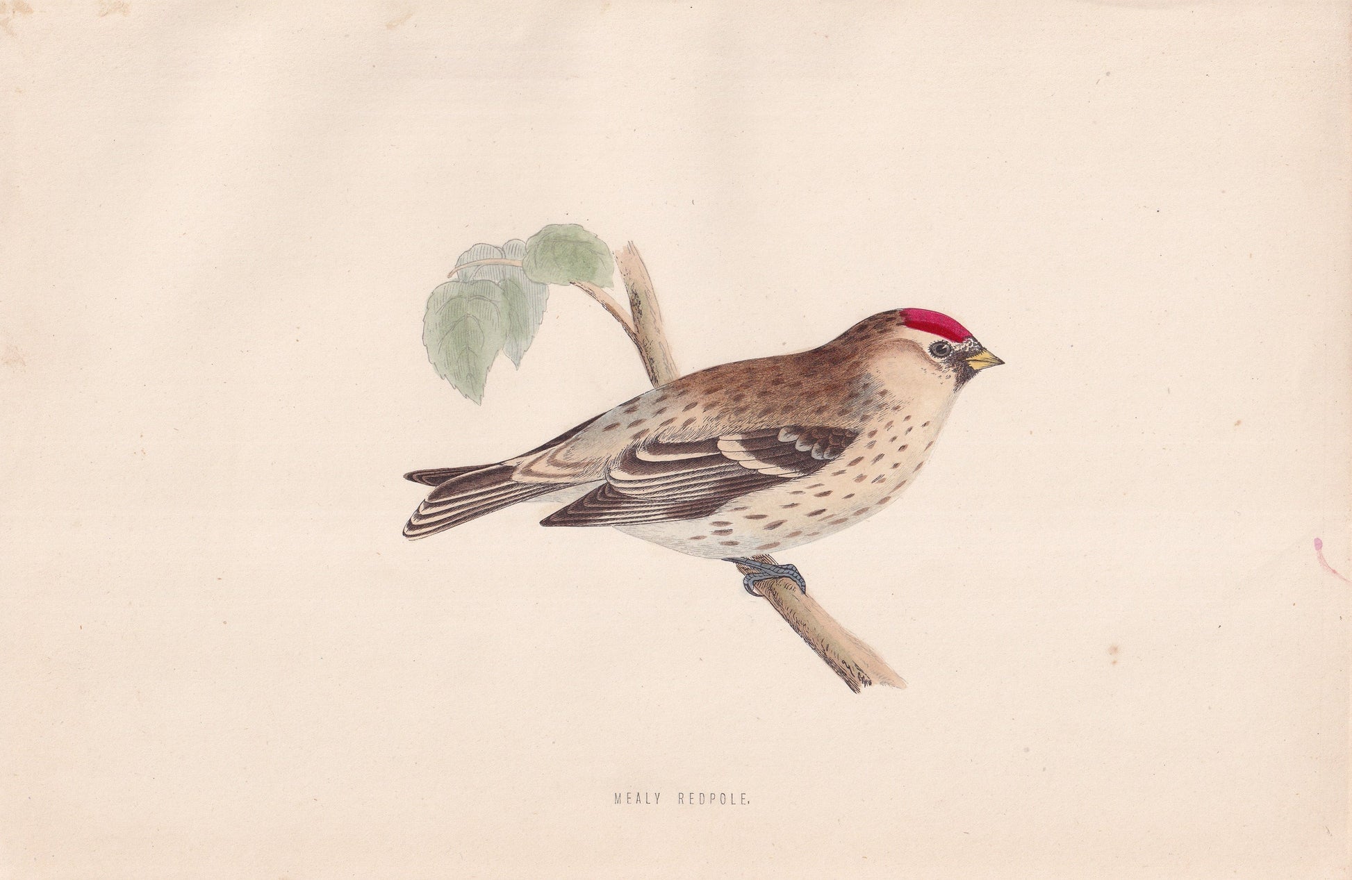 Mealy Redpole - original 1870 hand coloured antique bird print by Alexander Francis Lydon, engraved by Benjamin Fawcett