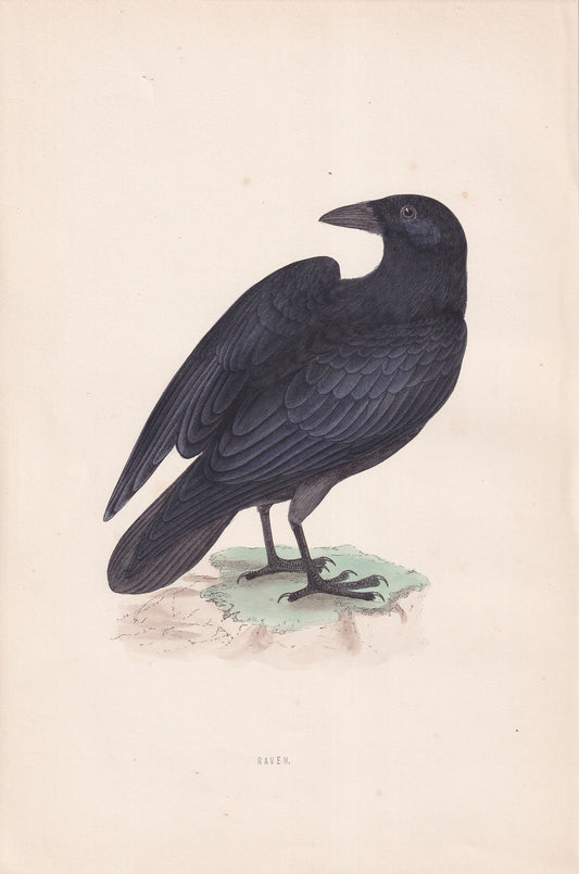 Raven - original 1870 hand coloured antique bird print by Alexander Francis Lydon, engraved by Benjamin Fawcett
