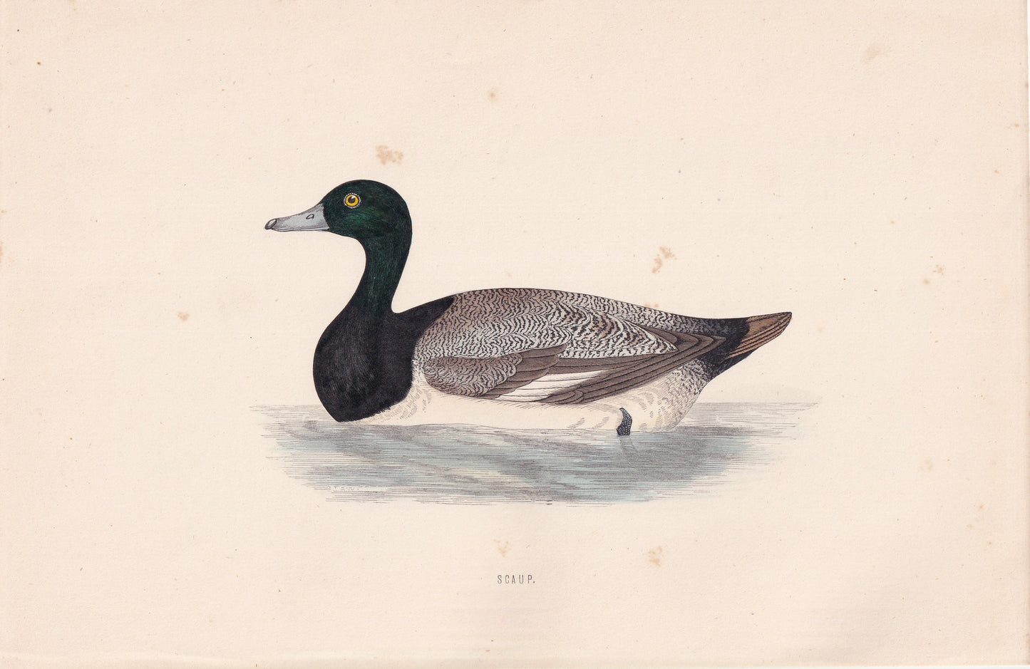 Scaup - original 1870 hand coloured antique bird print by Alexander Francis Lydon, engraved by Benjamin Fawcett