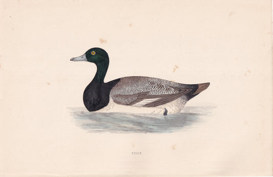 Scaup - original 1870 hand coloured antique bird print by Alexander Francis Lydon, engraved by Benjamin Fawcett