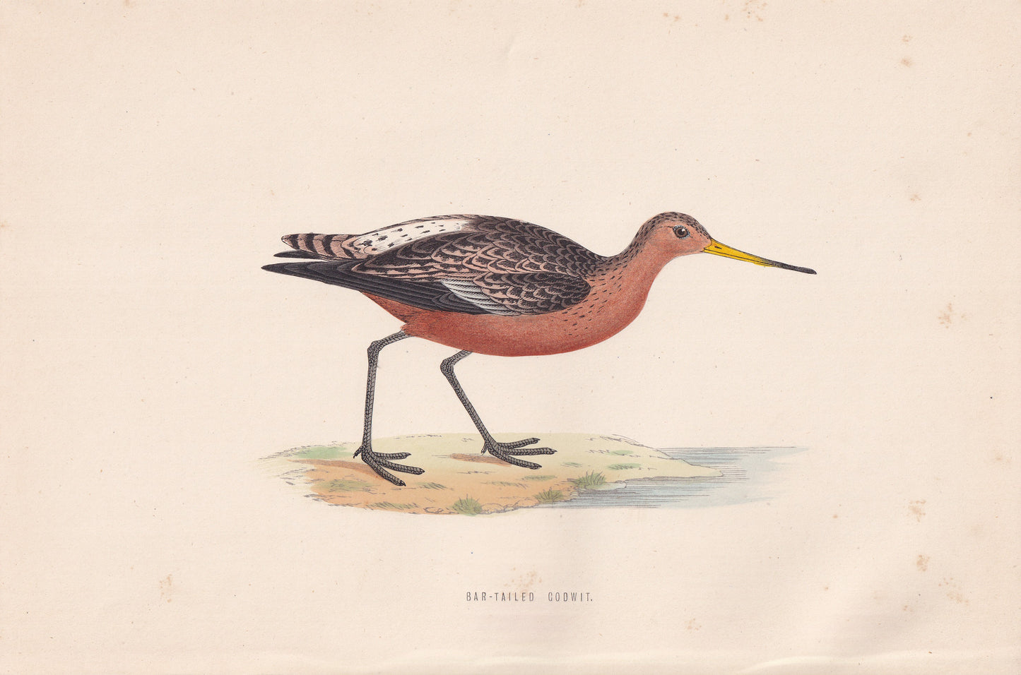 Bar-tailed Godwit - original 1870 hand coloured antique bird print by Alexander Francis Lydon, engraved by Benjamin Fawcett