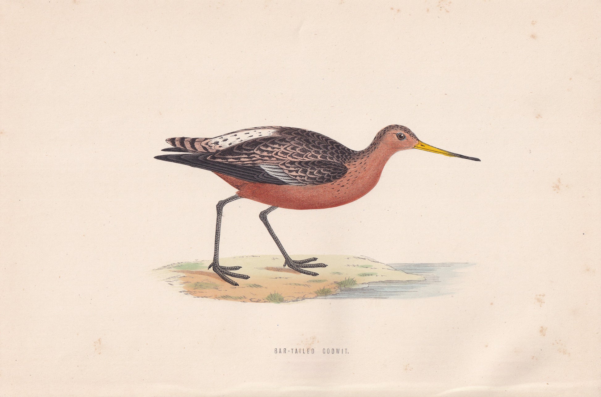 Bar-tailed Godwit - original 1870 hand coloured antique bird print by Alexander Francis Lydon, engraved by Benjamin Fawcett