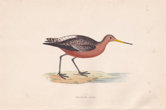 Bar-tailed Godwit - original 1870 hand coloured antique bird print by Alexander Francis Lydon, engraved by Benjamin Fawcett