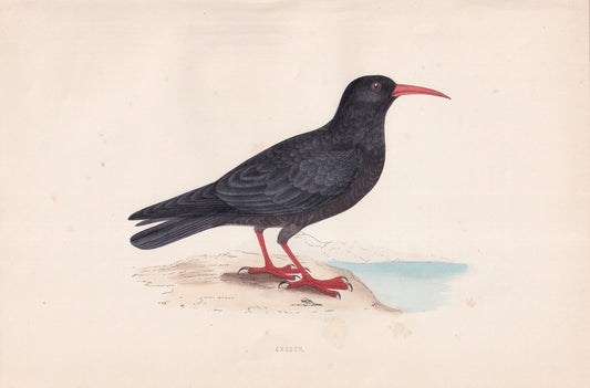 Chough - original 1870 hand coloured antique bird print by Alexander Francis Lydon, engraved by Benjamin Fawcett
