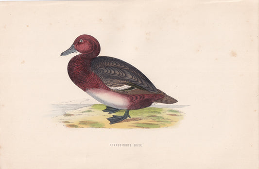 Ferruginous Duck - original 1870 hand coloured antique bird print by Alexander Francis Lydon, engraved by Benjamin Fawcett
