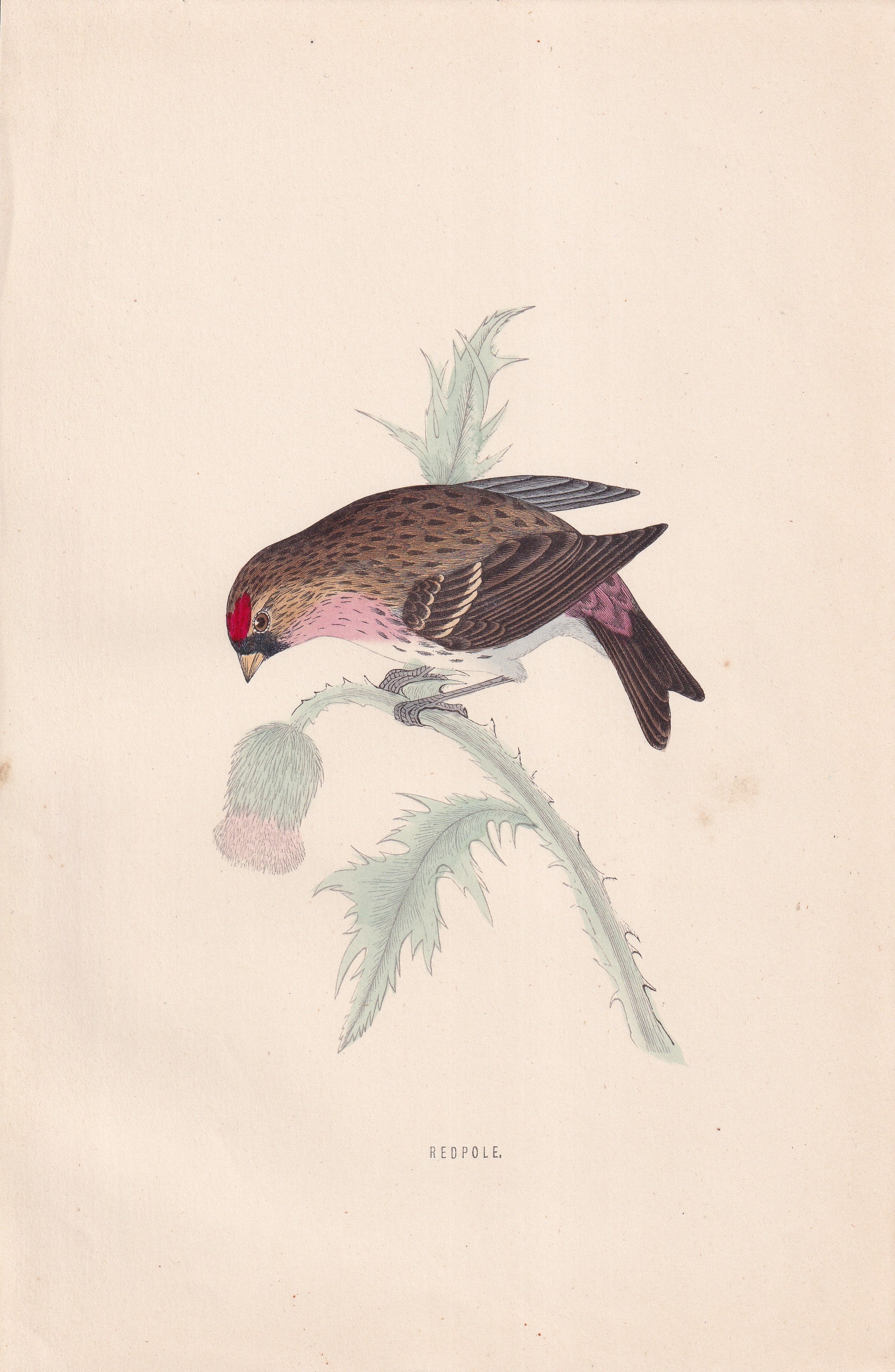 Redpole - original 1870 hand coloured antique bird print by Alexander Francis Lydon, engraved by Benjamin Fawcett