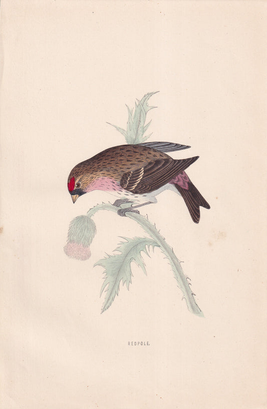 Redpole - original 1870 hand coloured antique bird print by Alexander Francis Lydon, engraved by Benjamin Fawcett