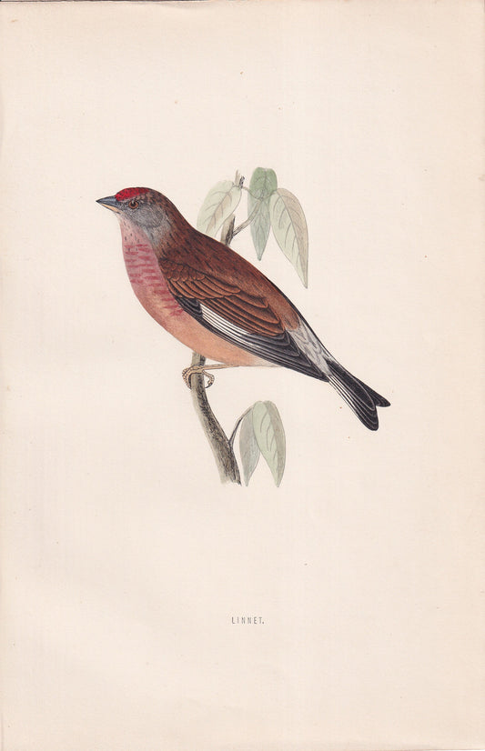 Linnet - original 1870 hand coloured antique bird print by Alexander Francis Lydon, engraved by Benjamin Fawcett