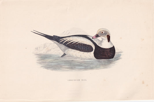 Long-tailed Duck - original 1870 hand coloured antique bird print by Alexander Francis Lydon, engraved by Benjamin Fawcett