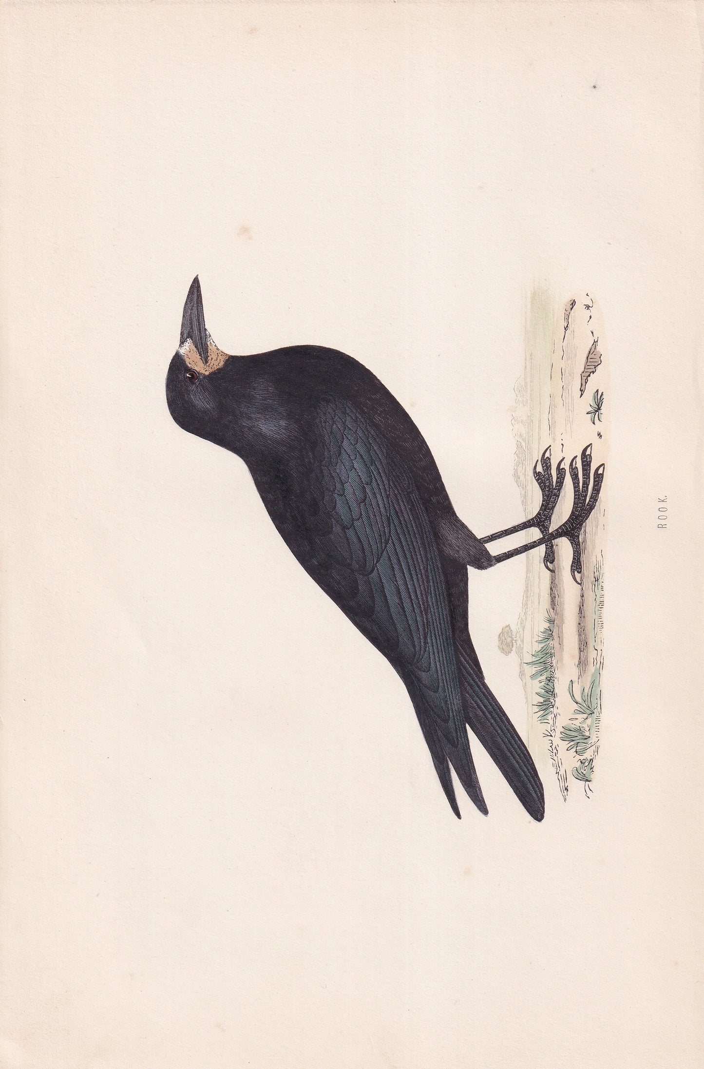 Rook - original 1870 hand coloured antique bird print by Alexander Francis Lydon, engraved by Benjamin Fawcett