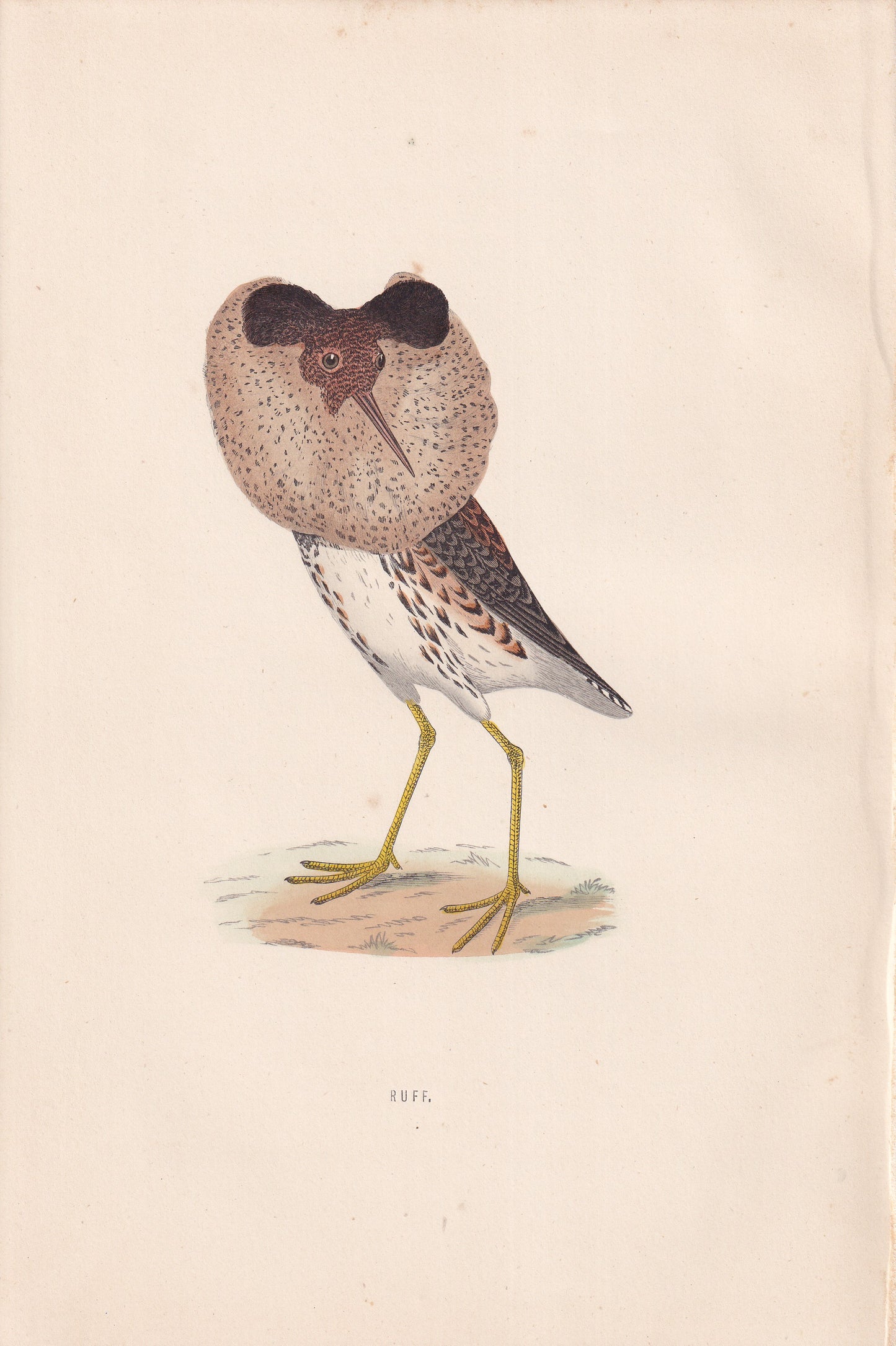 Ruff - original 1870 hand coloured antique bird print by Alexander Francis Lydon, engraved by Benjamin Fawcett