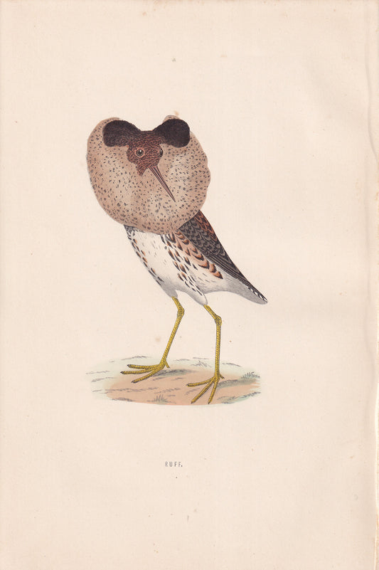 Ruff - original 1870 hand coloured antique bird print by Alexander Francis Lydon, engraved by Benjamin Fawcett