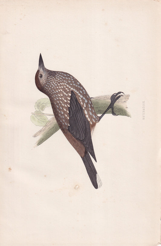 Nutcracker - original 1870 hand coloured antique bird print by Alexander Francis Lydon, engraved by Benjamin Fawcett