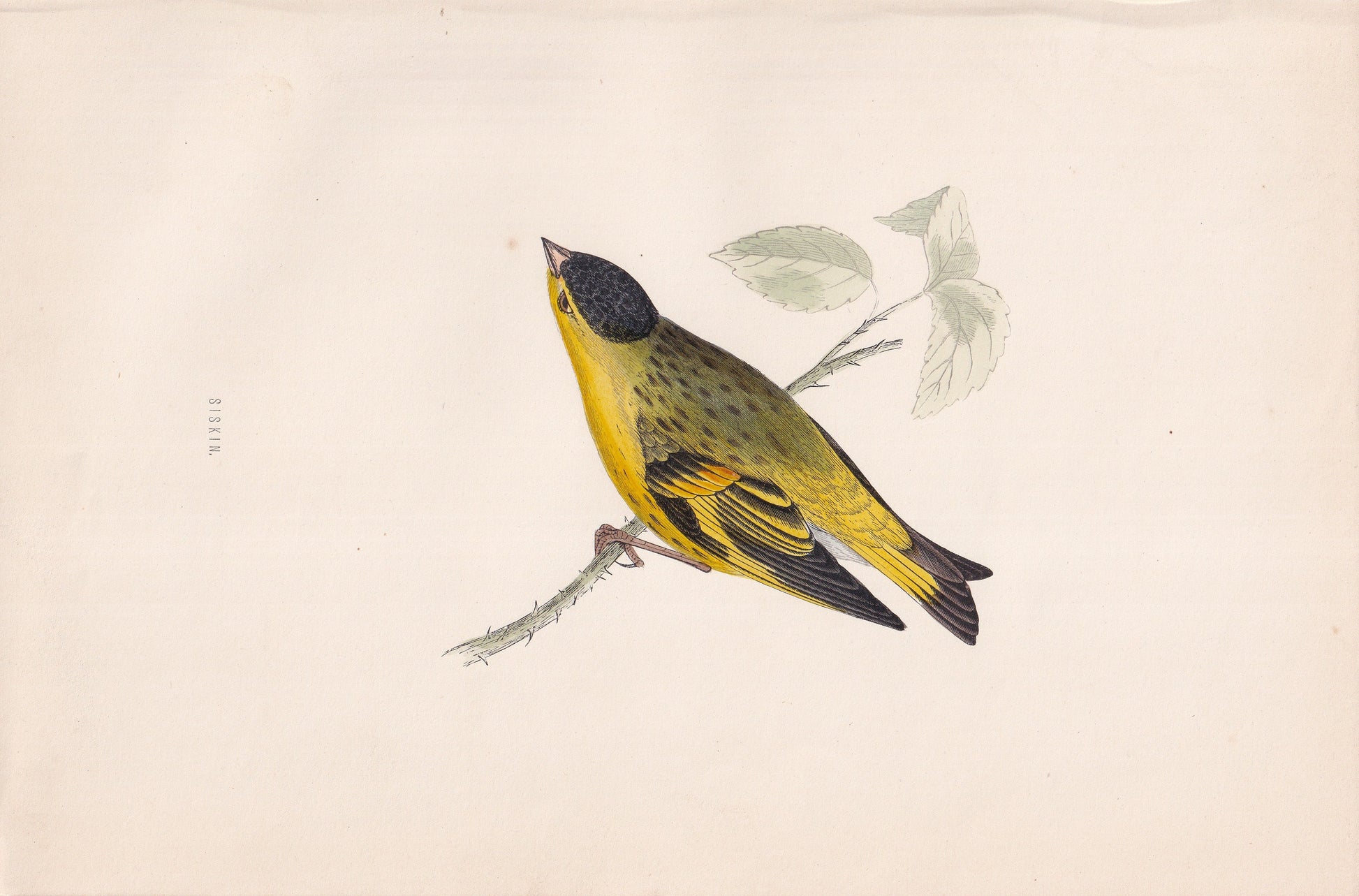 Siskin - original 1870 hand coloured antique bird print by Alexander Francis Lydon, engraved by Benjamin Fawcett