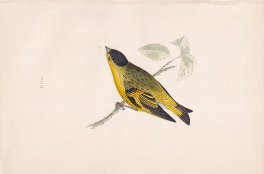 Siskin - original 1870 hand coloured antique bird print by Alexander Francis Lydon, engraved by Benjamin Fawcett