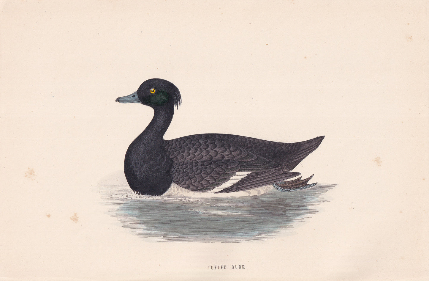 Tufted Duck - original 1870 hand coloured antique bird print by Alexander Francis Lydon, engraved by Benjamin Fawcett