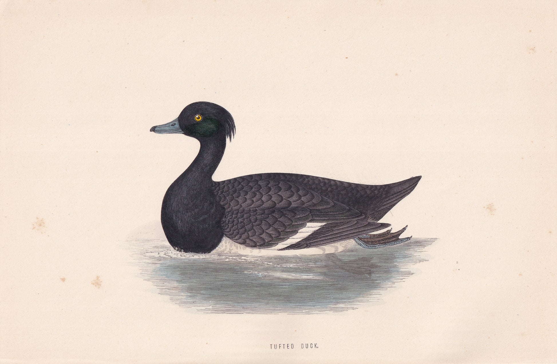 Tufted Duck - original 1870 hand coloured antique bird print by Alexander Francis Lydon, engraved by Benjamin Fawcett