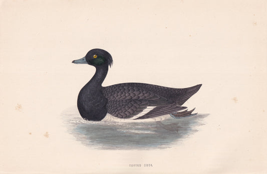 Tufted Duck - original 1870 hand coloured antique bird print by Alexander Francis Lydon, engraved by Benjamin Fawcett