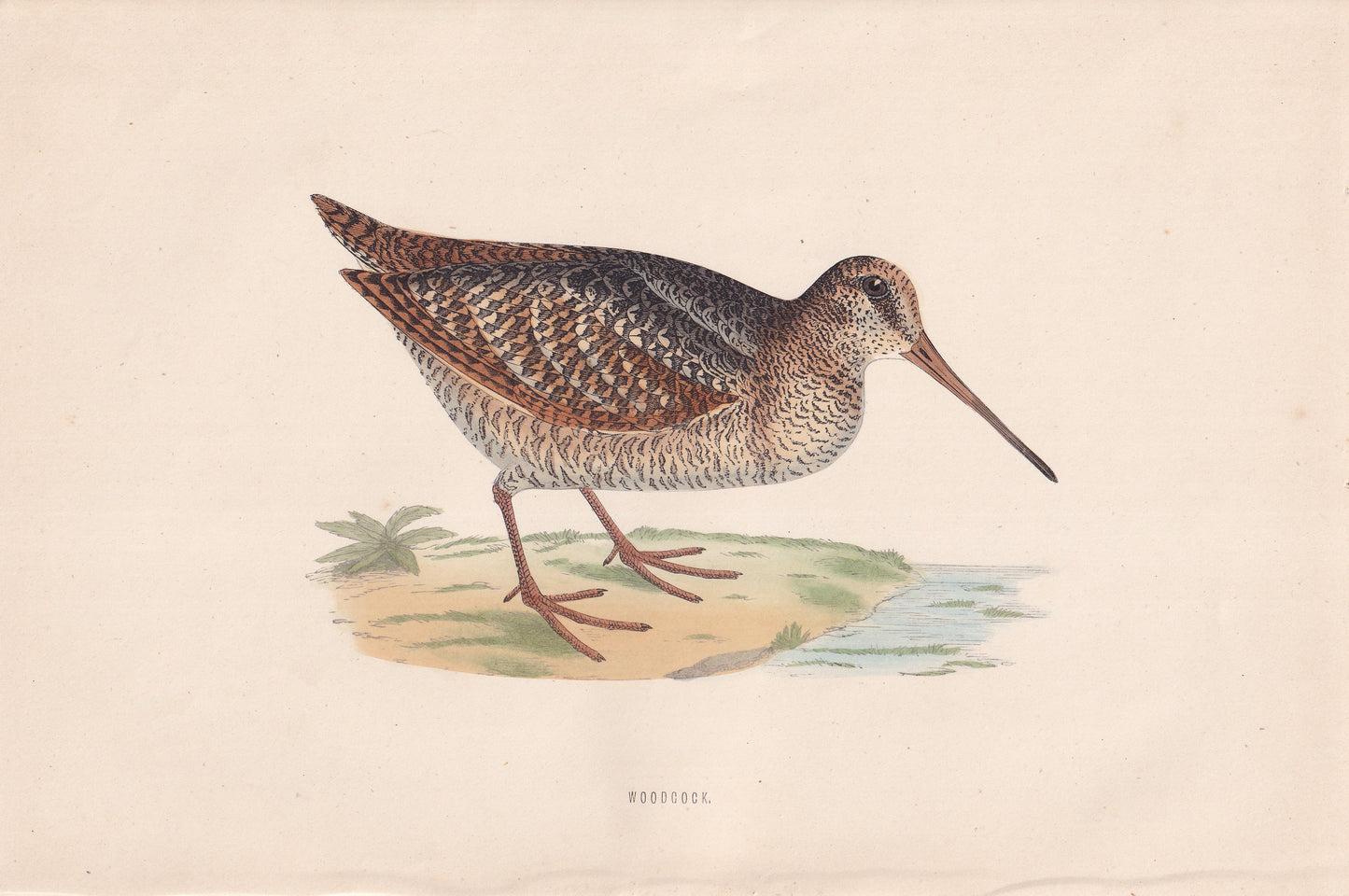 Woodcock - original 1870 hand coloured antique bird print by Alexander Francis Lydon, engraved by Benjamin Fawcett