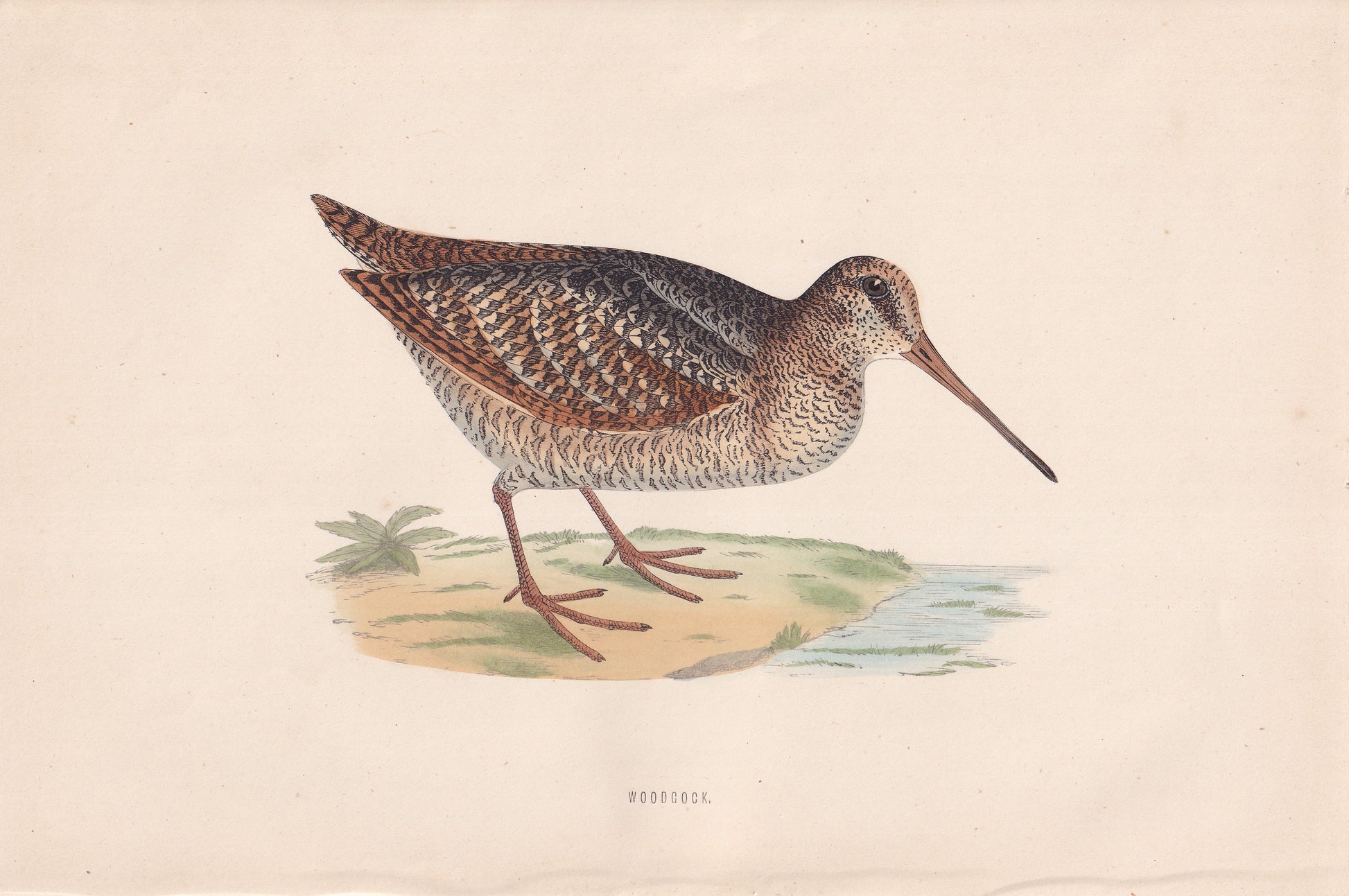 Woodcock - original 1870 hand coloured antique bird print by Alexander Francis Lydon, engraved by Benjamin Fawcett