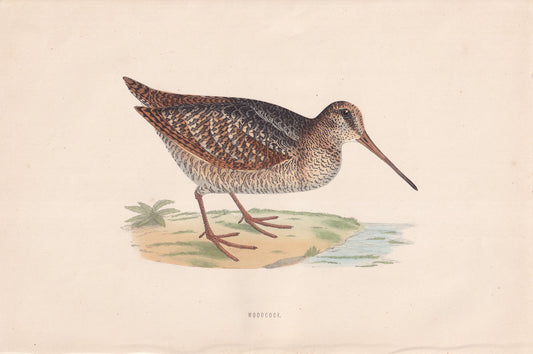 Woodcock - original 1870 hand coloured antique bird print by Alexander Francis Lydon, engraved by Benjamin Fawcett