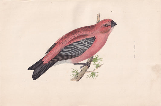 Pine Grosbeak