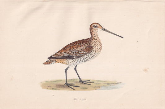 Great Snipe - original 1870 hand coloured antique bird print by Alexander Francis Lydon, engraved by Benjamin Fawcett