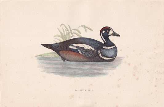 Harlequin Duck - original 1870 hand coloured antique bird print by Alexander Francis Lydon, engraved by Benjamin Fawcett
