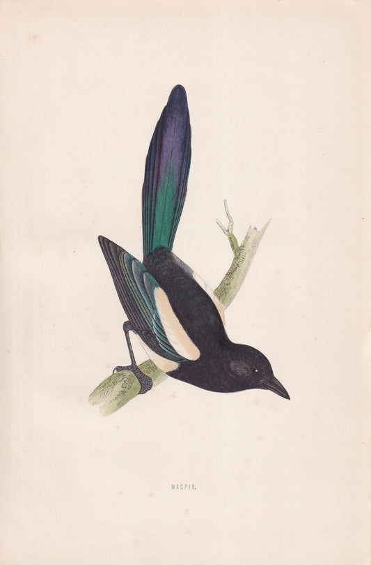 Magpie - original 1870 hand coloured antique bird print by Alexander Francis Lydon, engraved by Benjamin Fawcett