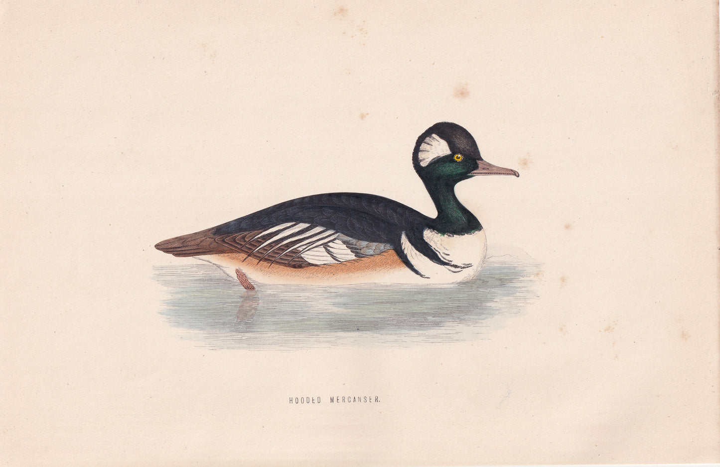 Hooded Merganser - original 1870 hand coloured antique bird print by Alexander Francis Lydon, engraved by Benjamin Fawcett