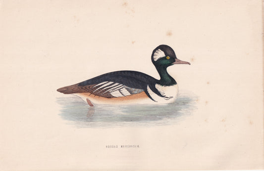 Hooded Merganser - original 1870 hand coloured antique bird print by Alexander Francis Lydon, engraved by Benjamin Fawcett