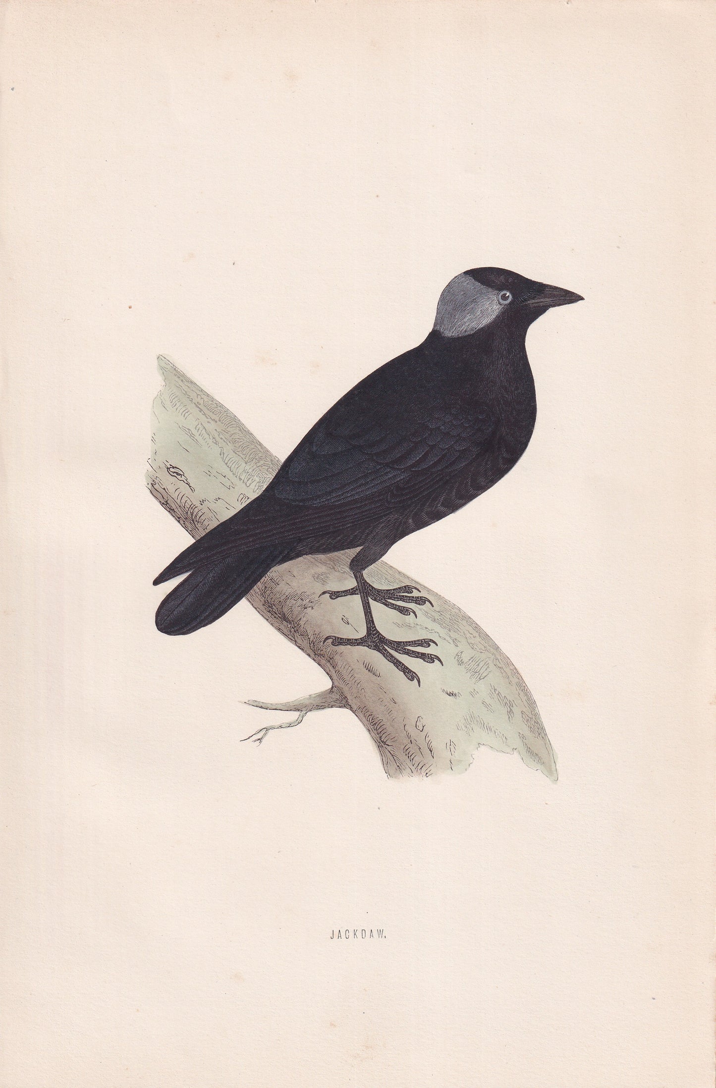 Jackdaw - original 1870 hand coloured antique bird print by Alexander Francis Lydon, engraved by Benjamin Fawcett