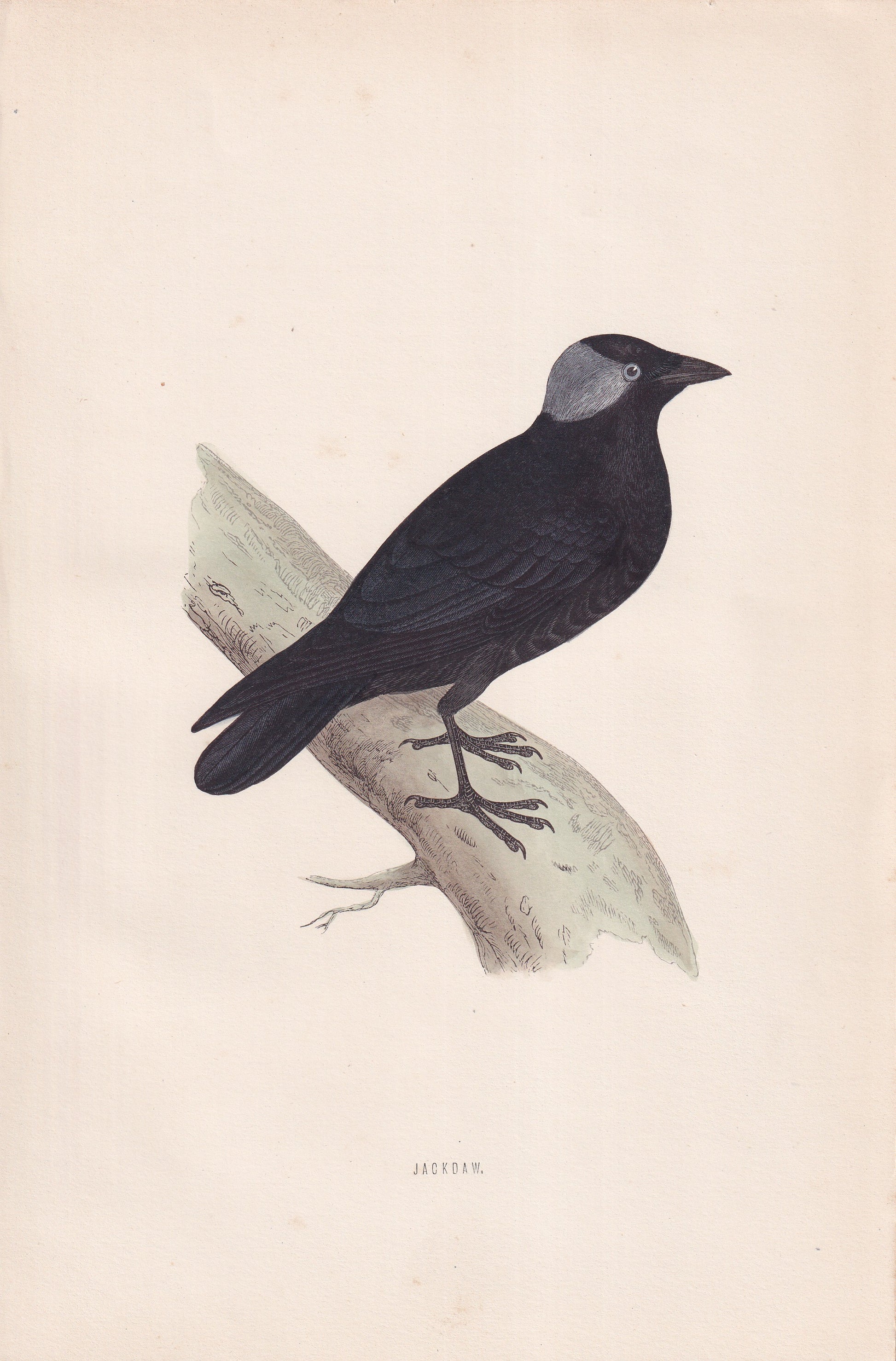 Jackdaw - original 1870 hand coloured antique bird print by Alexander Francis Lydon, engraved by Benjamin Fawcett