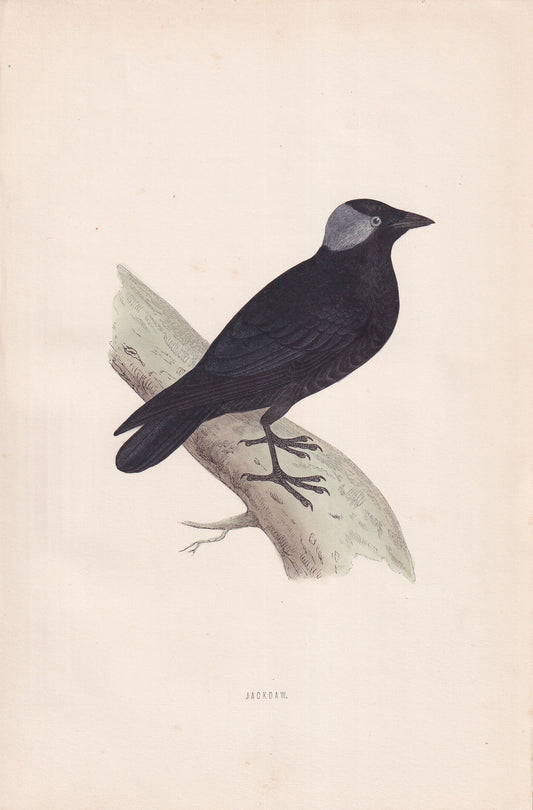Jackdaw - original 1870 hand coloured antique bird print by Alexander Francis Lydon, engraved by Benjamin Fawcett