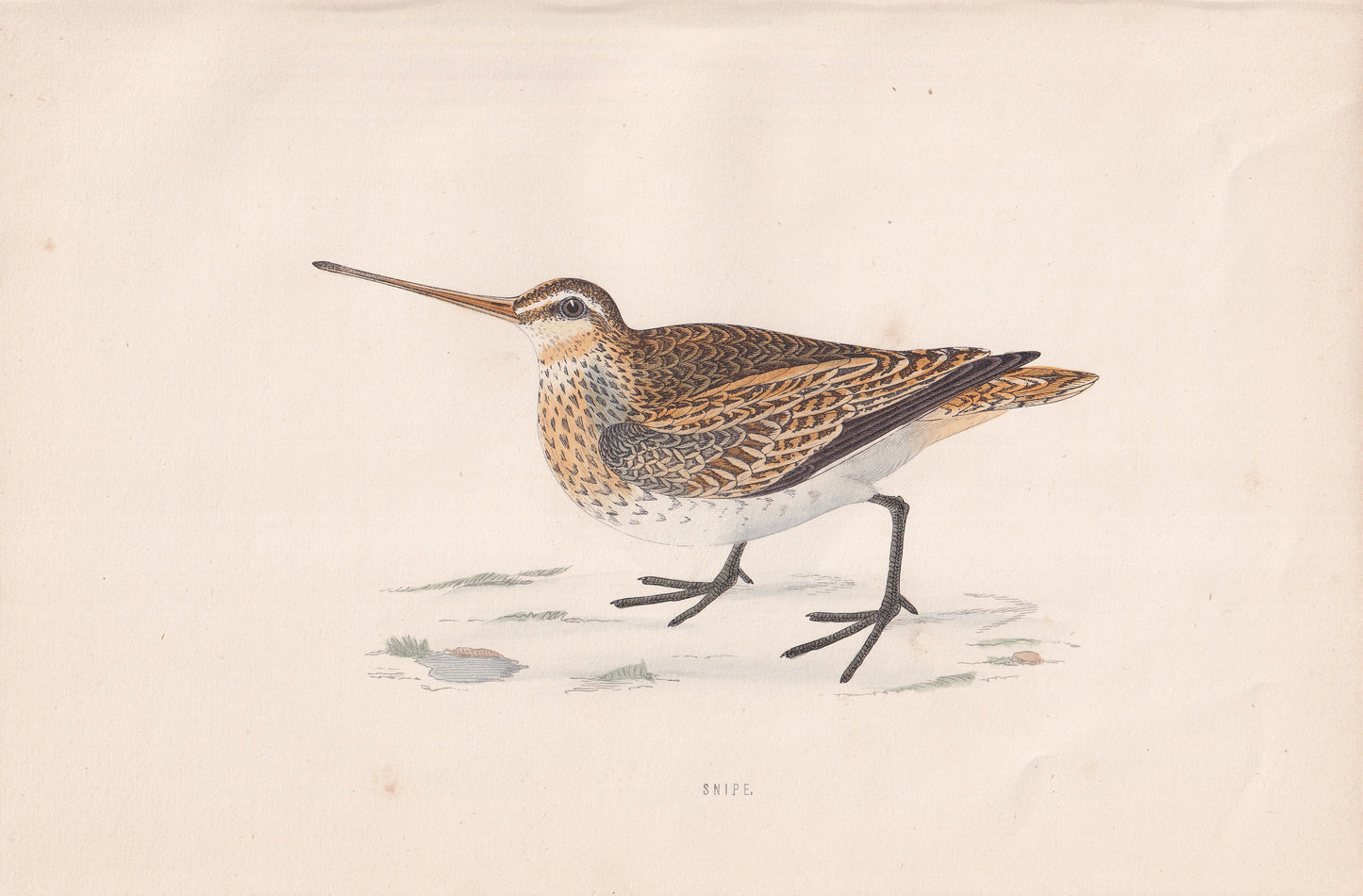 Snipe - original 1870 hand coloured antique bird print by Alexander Francis Lydon, engraved by Benjamin Fawcett