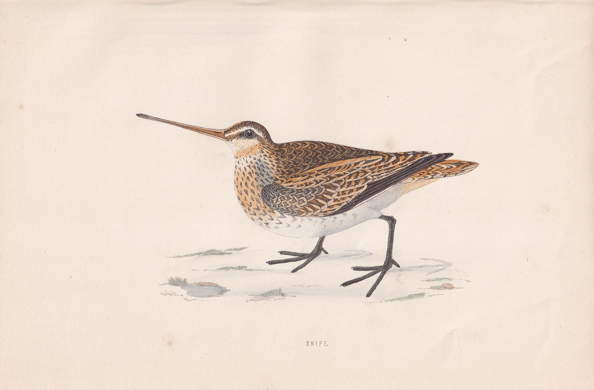 Snipe - original 1870 hand coloured antique bird print by Alexander Francis Lydon, engraved by Benjamin Fawcett