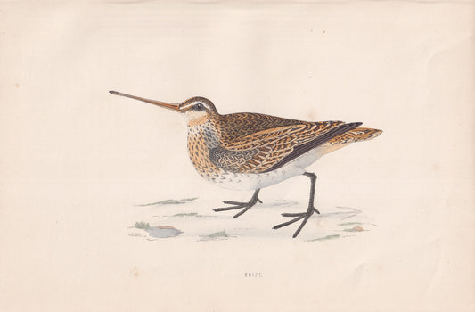 Snipe - original 1870 hand coloured antique bird print by Alexander Francis Lydon, engraved by Benjamin Fawcett
