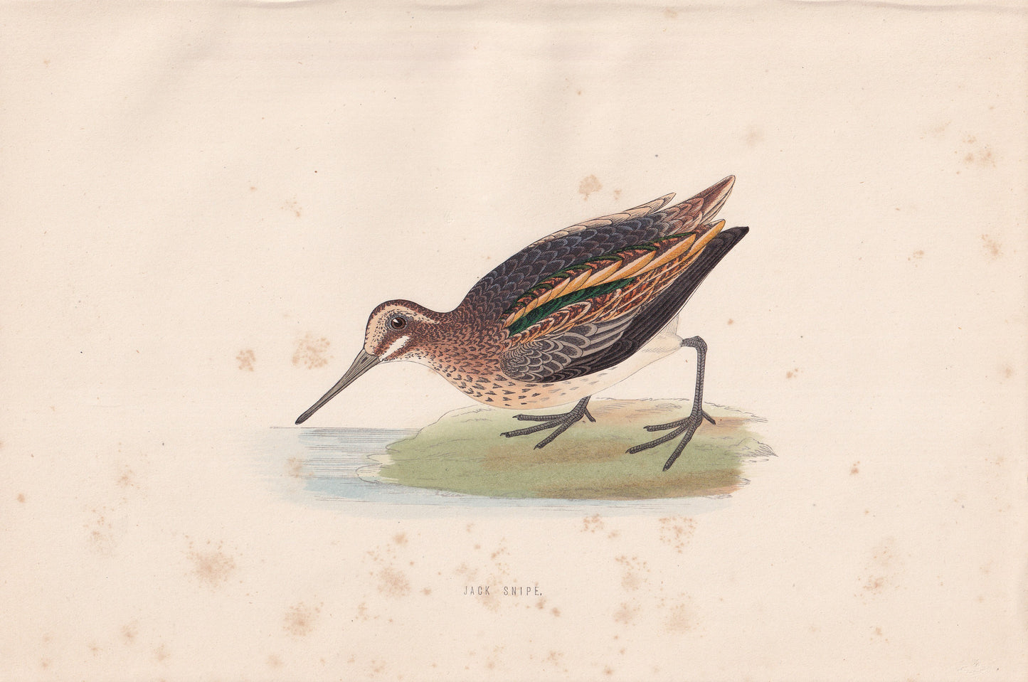 Jack Snipe - original 1870 hand coloured antique bird print by Alexander Francis Lydon, engraved by Benjamin Fawcett