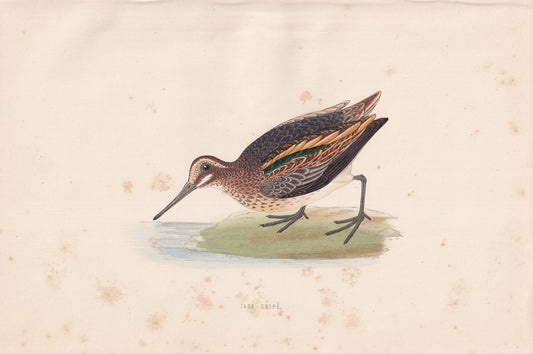 Jack Snipe - original 1870 hand coloured antique bird print by Alexander Francis Lydon, engraved by Benjamin Fawcett