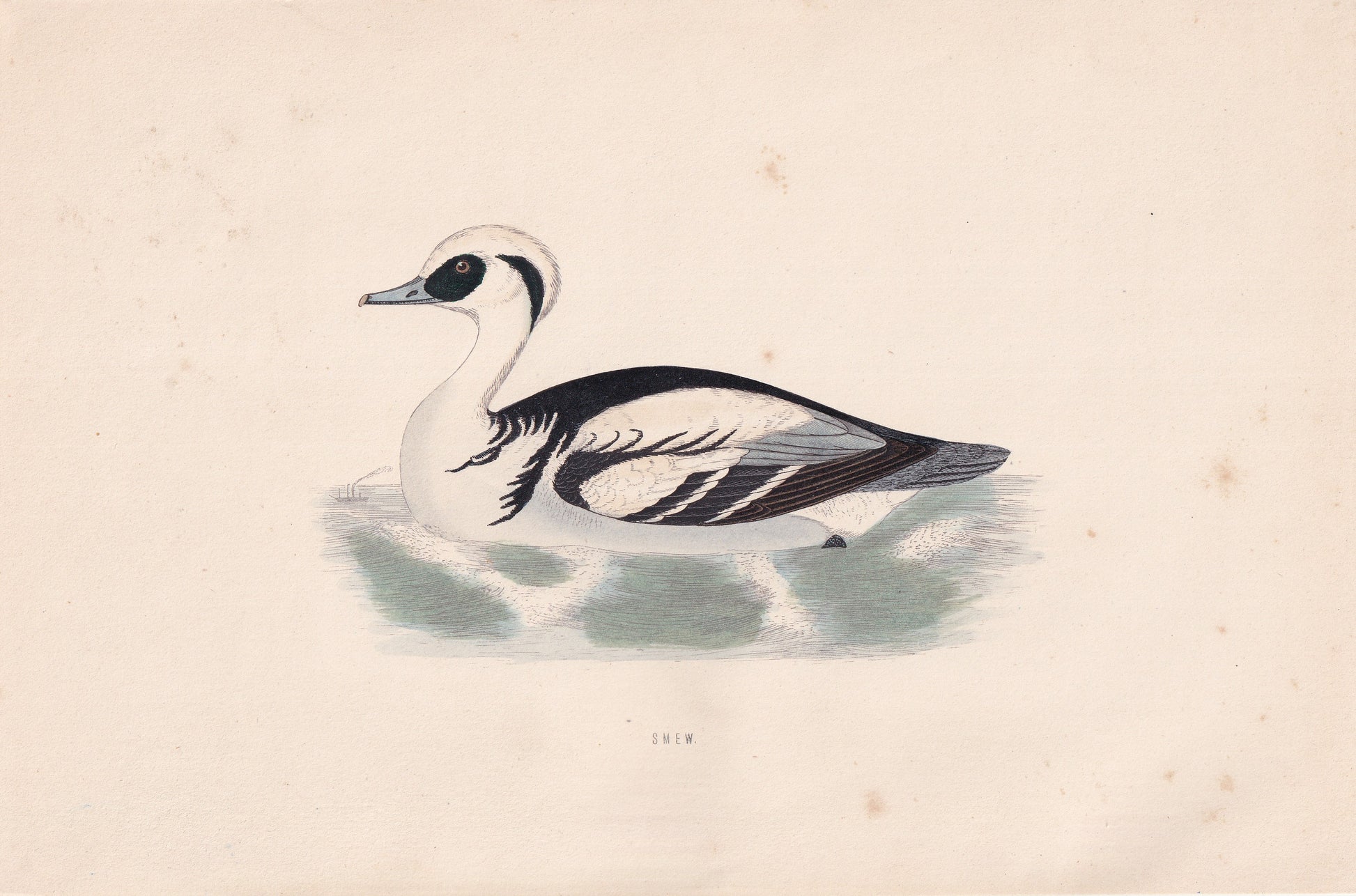 Smew - original 1870 hand coloured antique bird print by Alexander Francis Lydon, engraved by Benjamin Fawcett