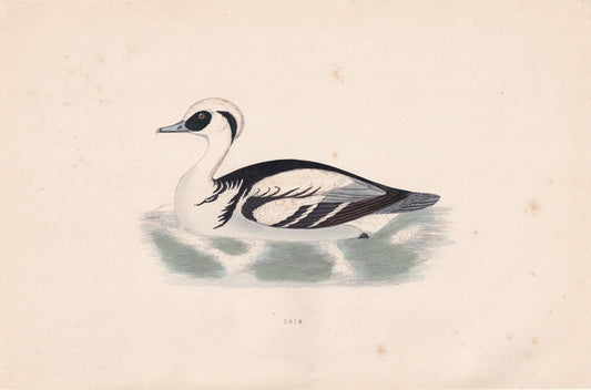 Smew - original 1870 hand coloured antique bird print by Alexander Francis Lydon, engraved by Benjamin Fawcett