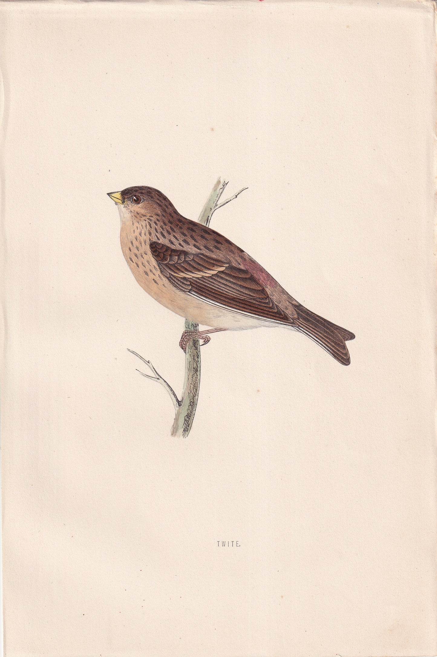 Twite - original 1870 hand coloured antique bird print by Alexander Francis Lydon, engraved by Benjamin Fawcett
