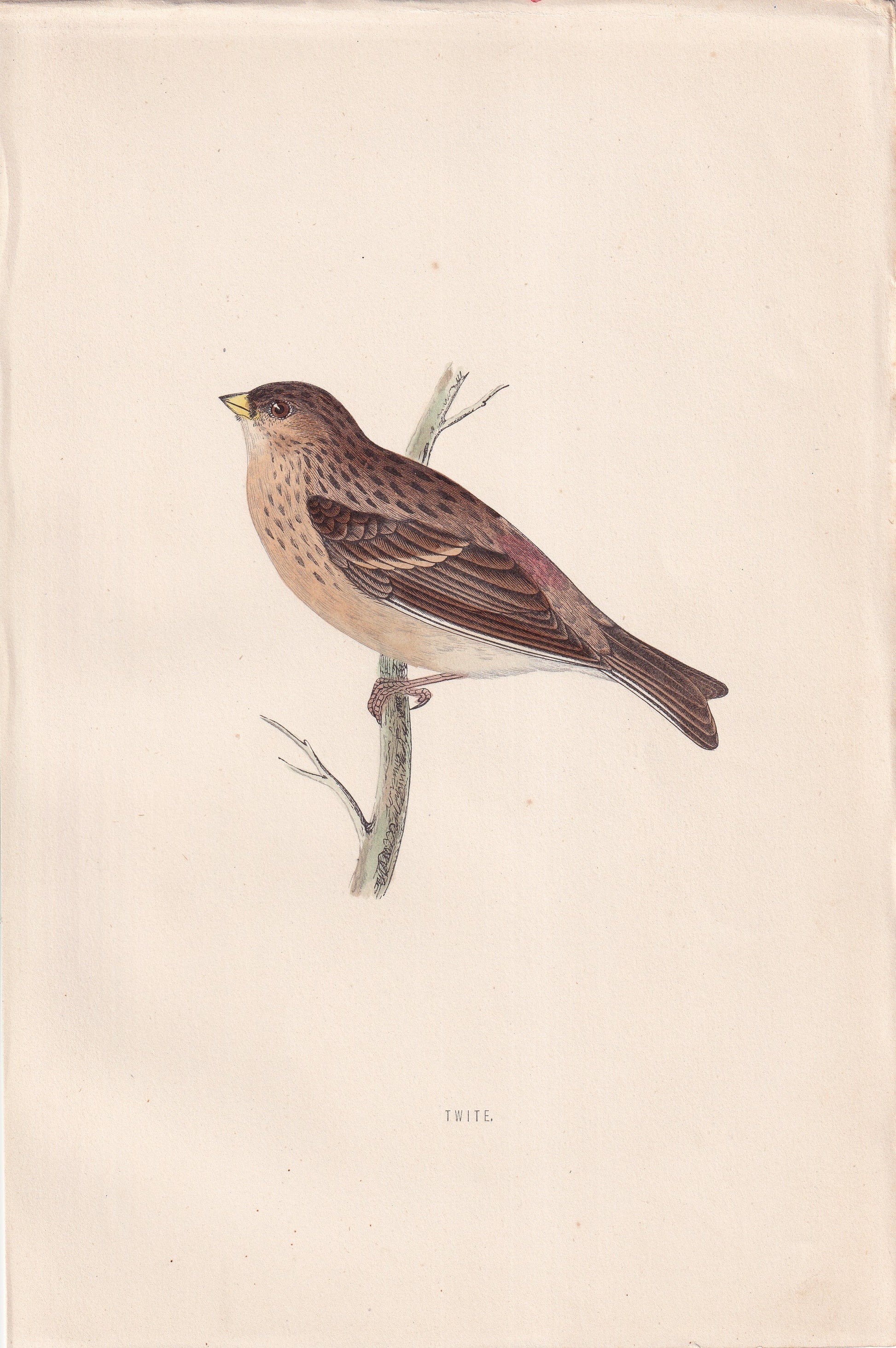 Twite - original 1870 hand coloured antique bird print by Alexander Francis Lydon, engraved by Benjamin Fawcett