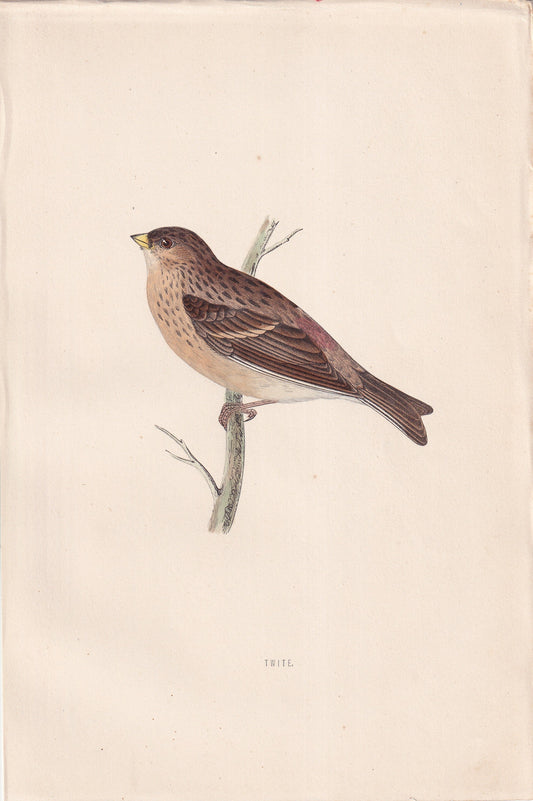 Twite - original 1870 hand coloured antique bird print by Alexander Francis Lydon, engraved by Benjamin Fawcett