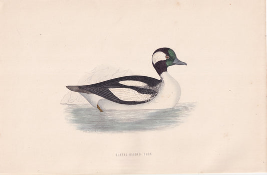 Buffle-headed Duck - original 1870 hand coloured antique bird print by Alexander Francis Lydon, engraved by Benjamin Fawcett